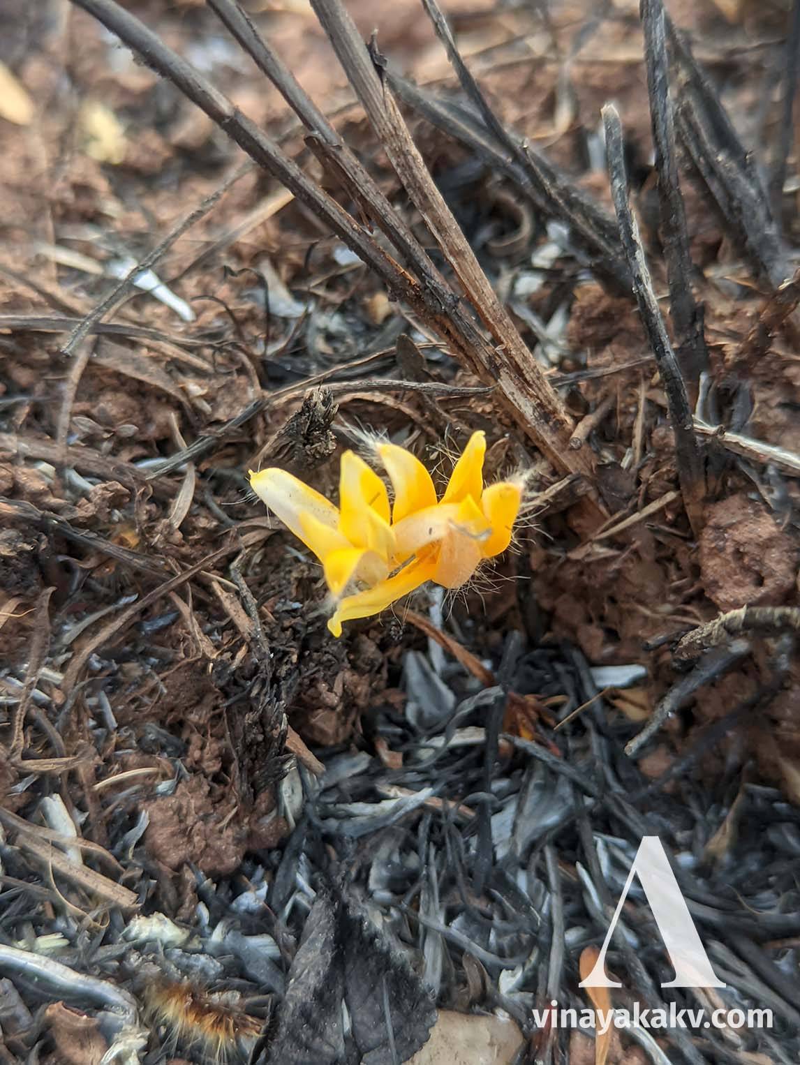 Flowers of an unknown species raising from the ashes