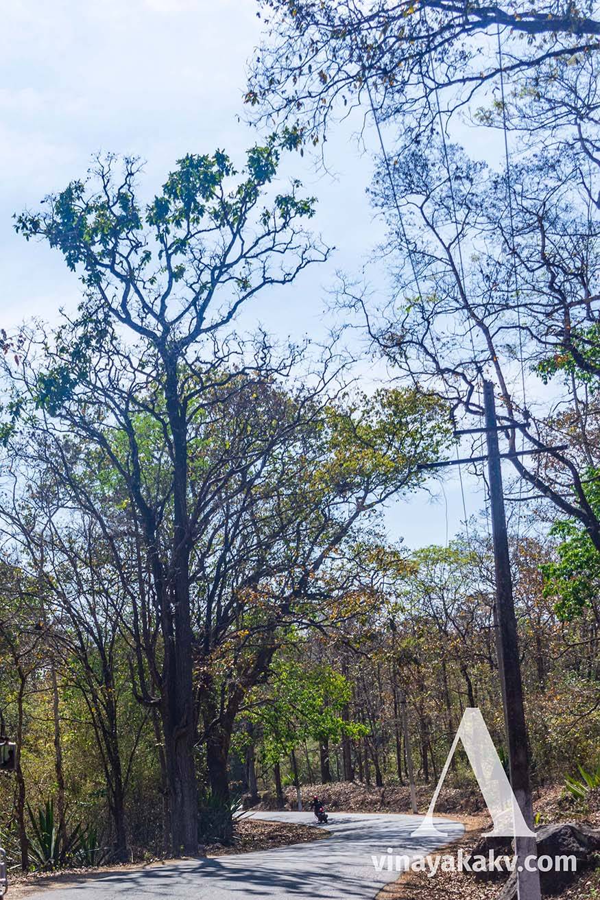Semi-evergreen forests near _Balehonnur_ with Teak trees in between.