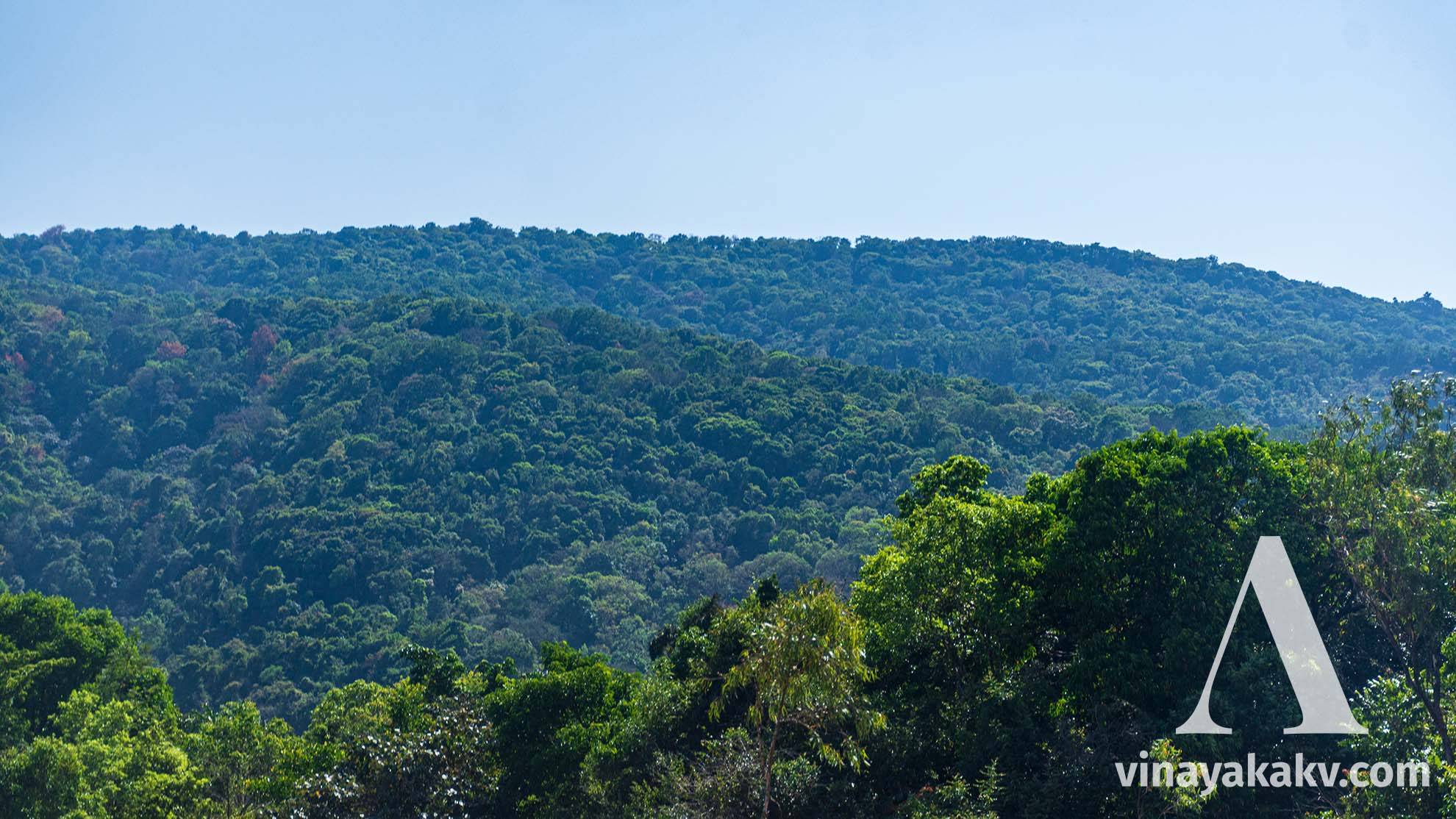 A nearly flat-topped mountain covered completely with evergreen forest.