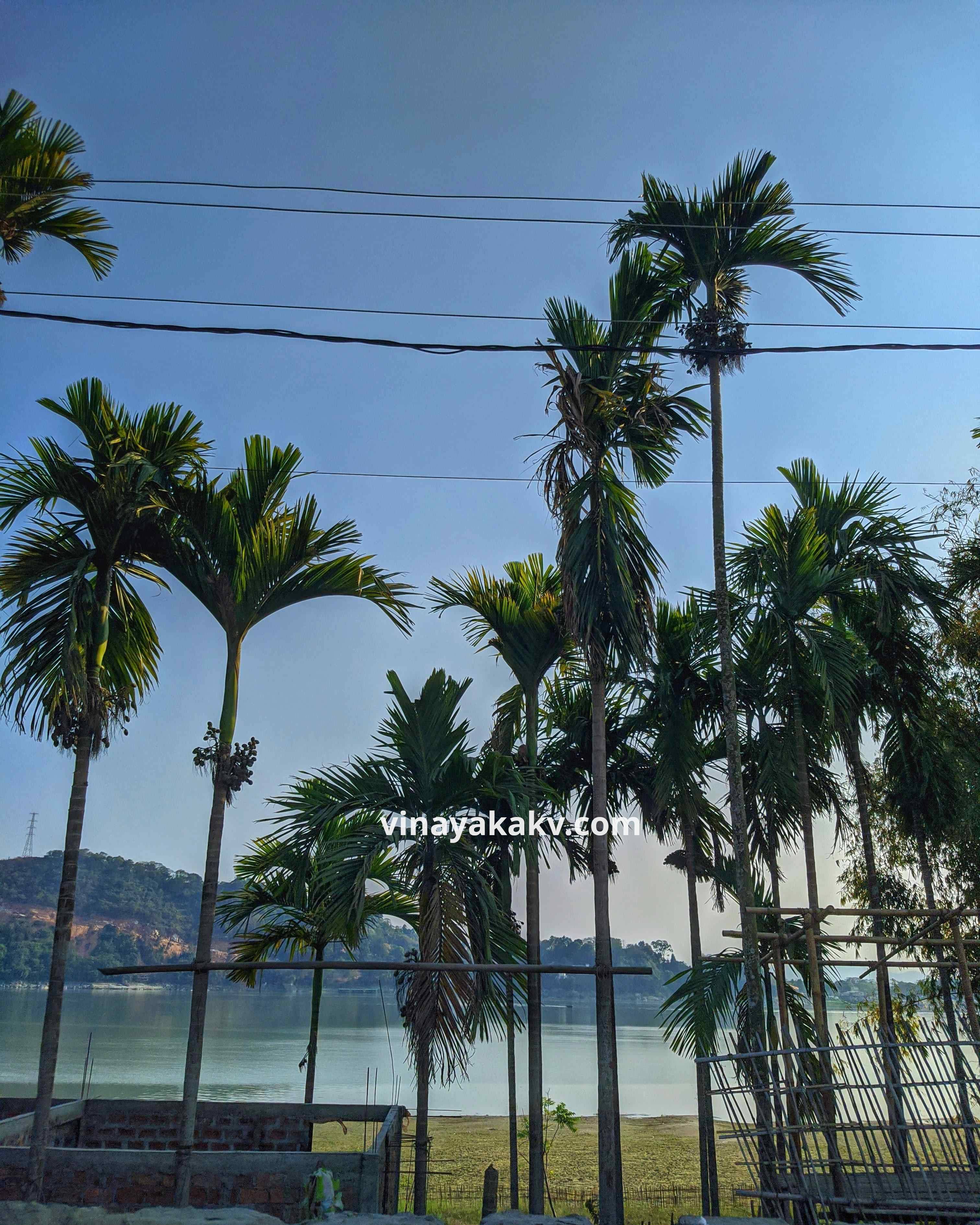 Areca trees at Guvāhaṭi, beside the Brahmaputra