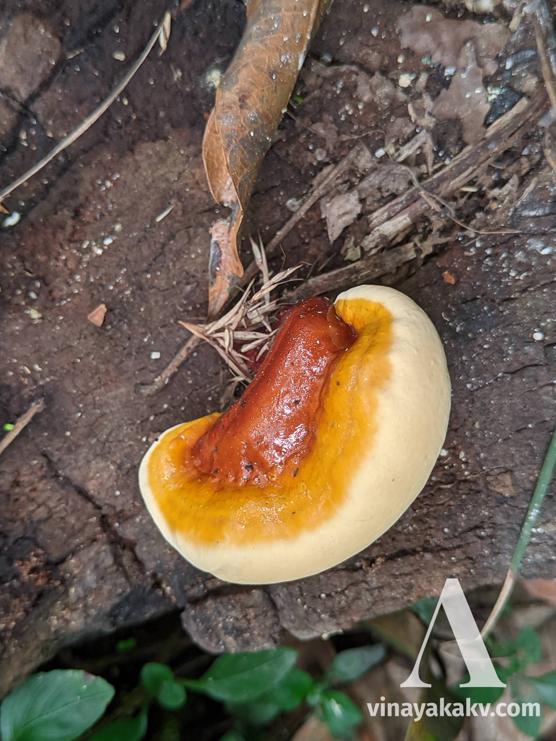 A Shining fungi on top a tree-stump