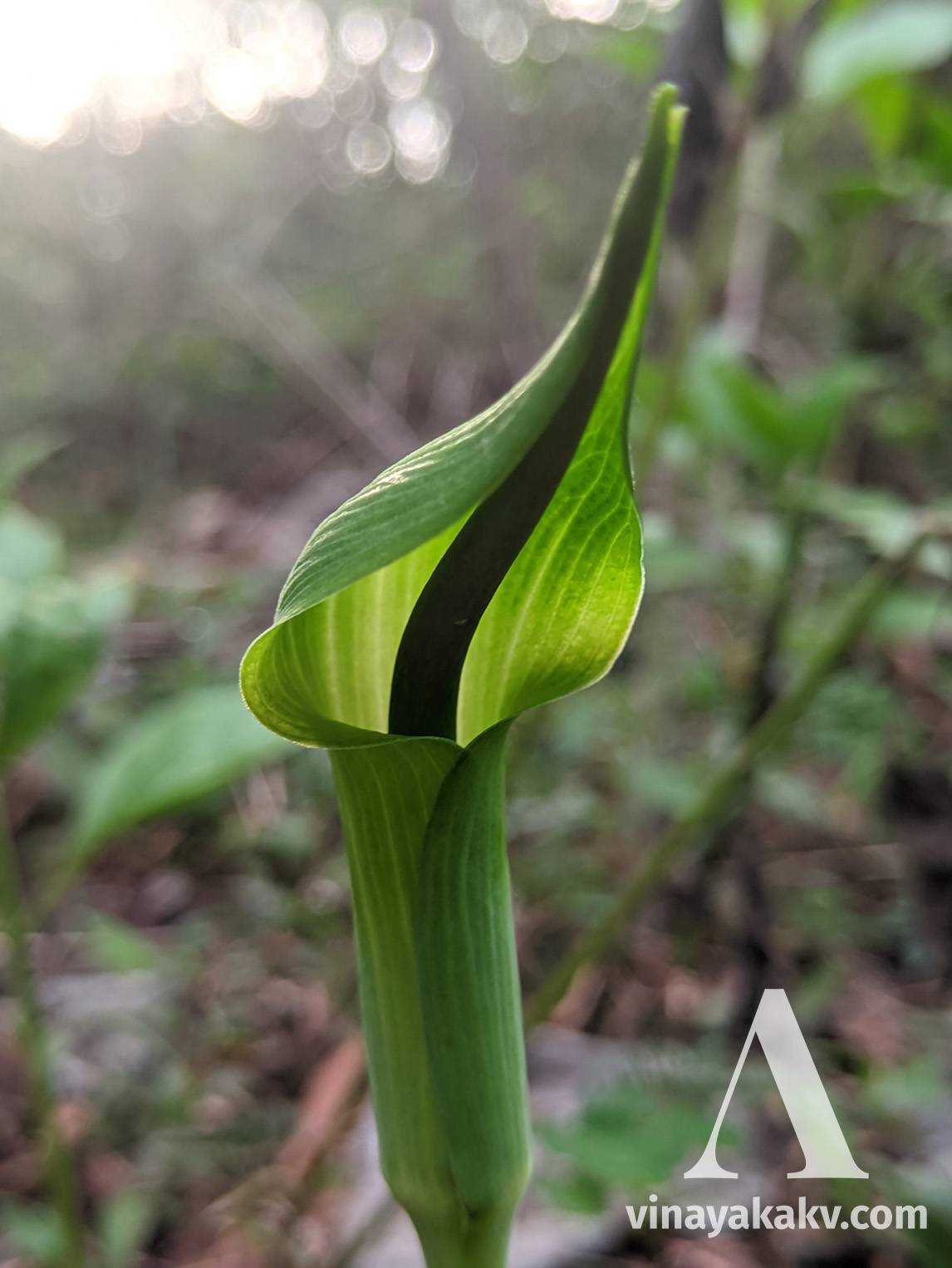 Cobra-like flower of an _Arisema_ species