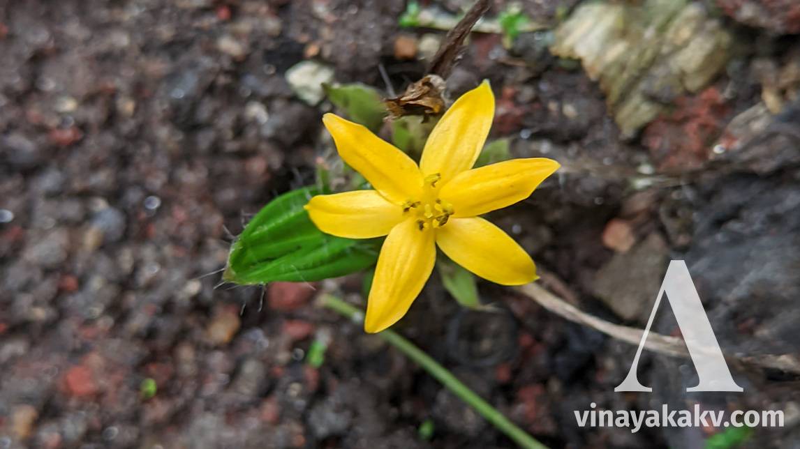 _Curculigo orchidelos_ flower and the first leaf