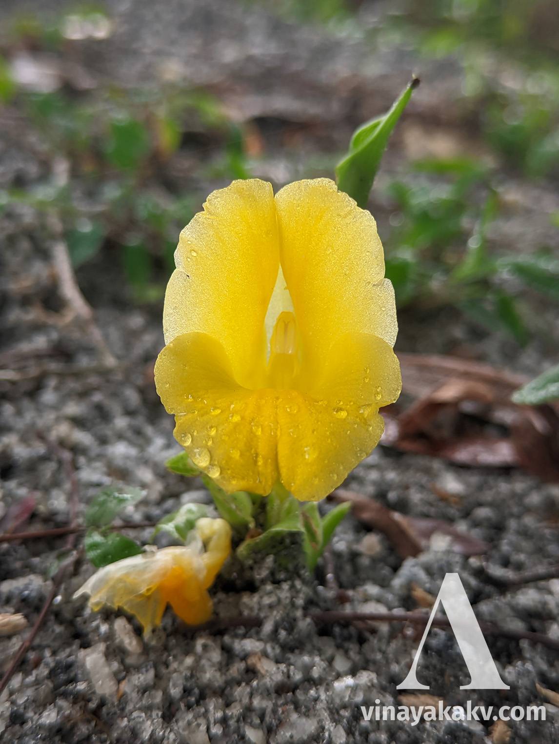 Flower of a _Curcuma_ species, note its first leaf in the back