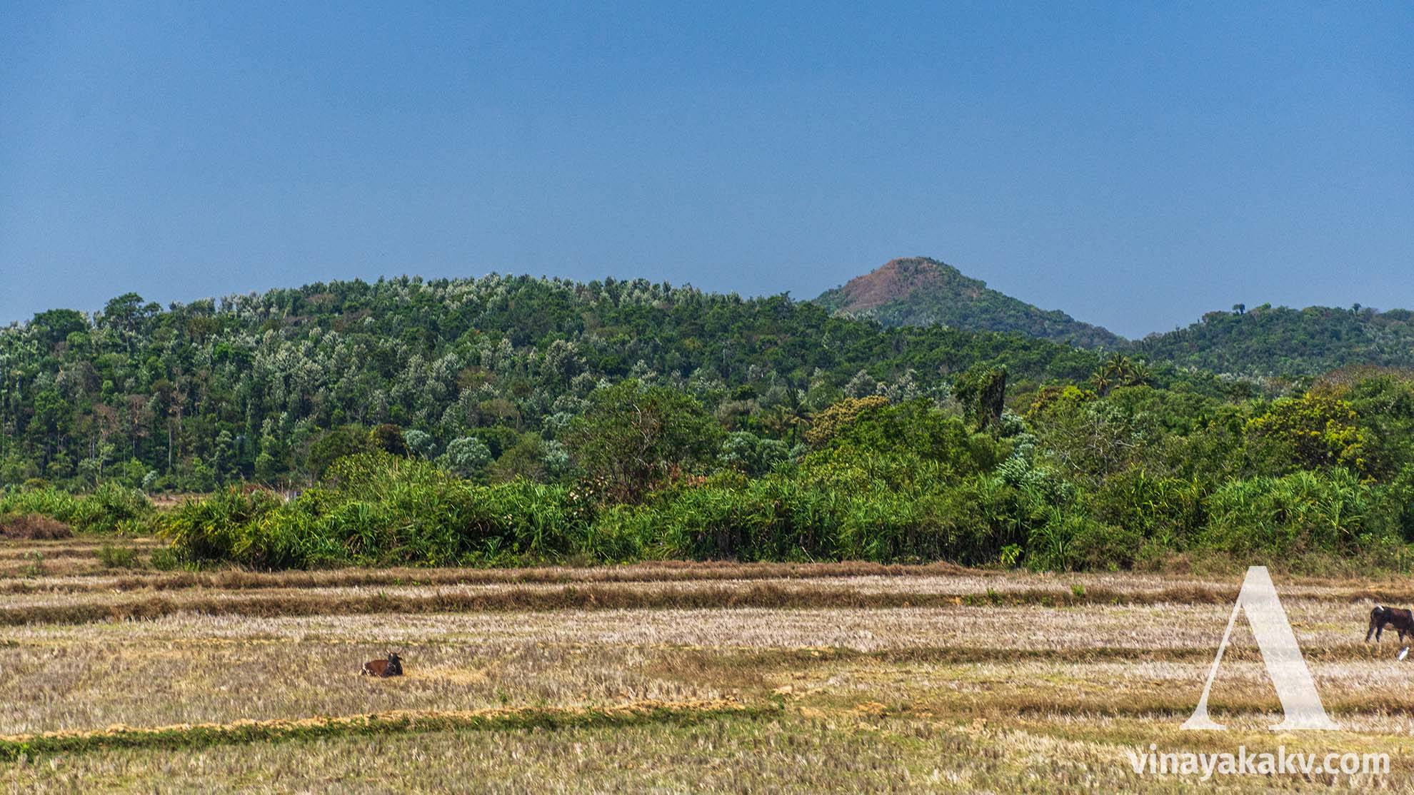 A hill along the way from _Mudigere_ to _Sakaleshapura_, with plain farmlands and hilly plantations.