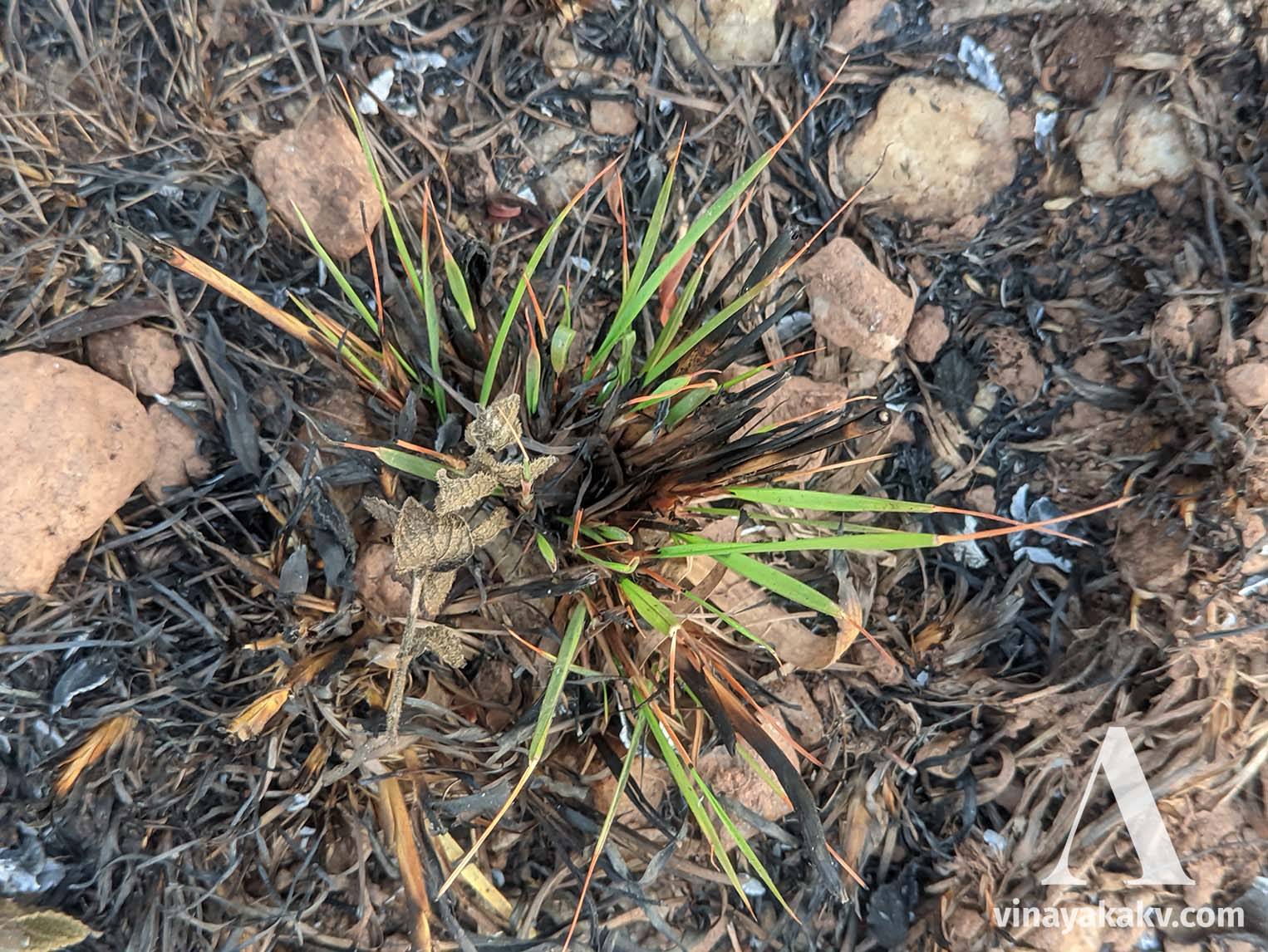 Grass sprouting after being swept through fire