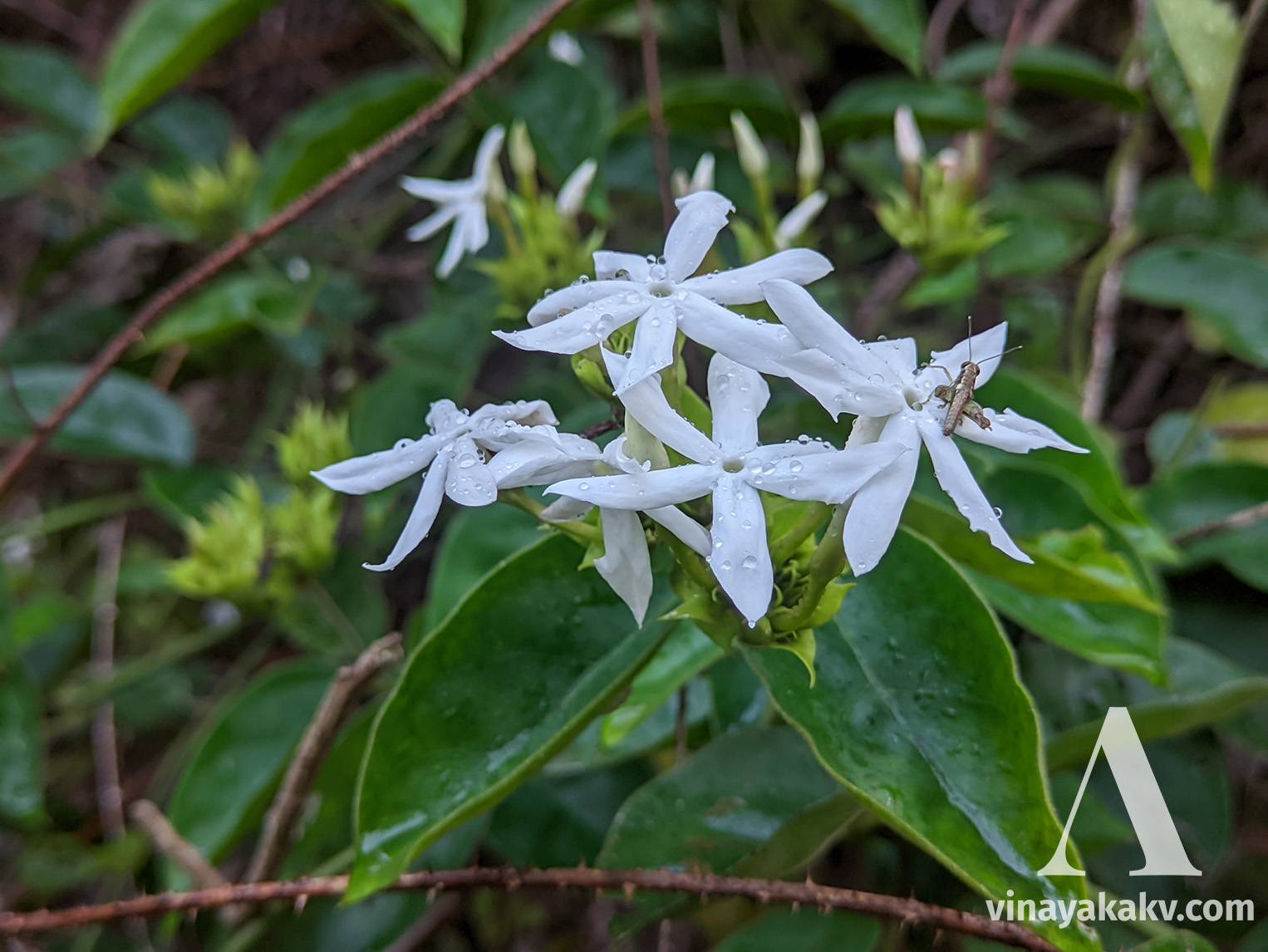 Wild Jasmine flowers with (presumably) their pollinator