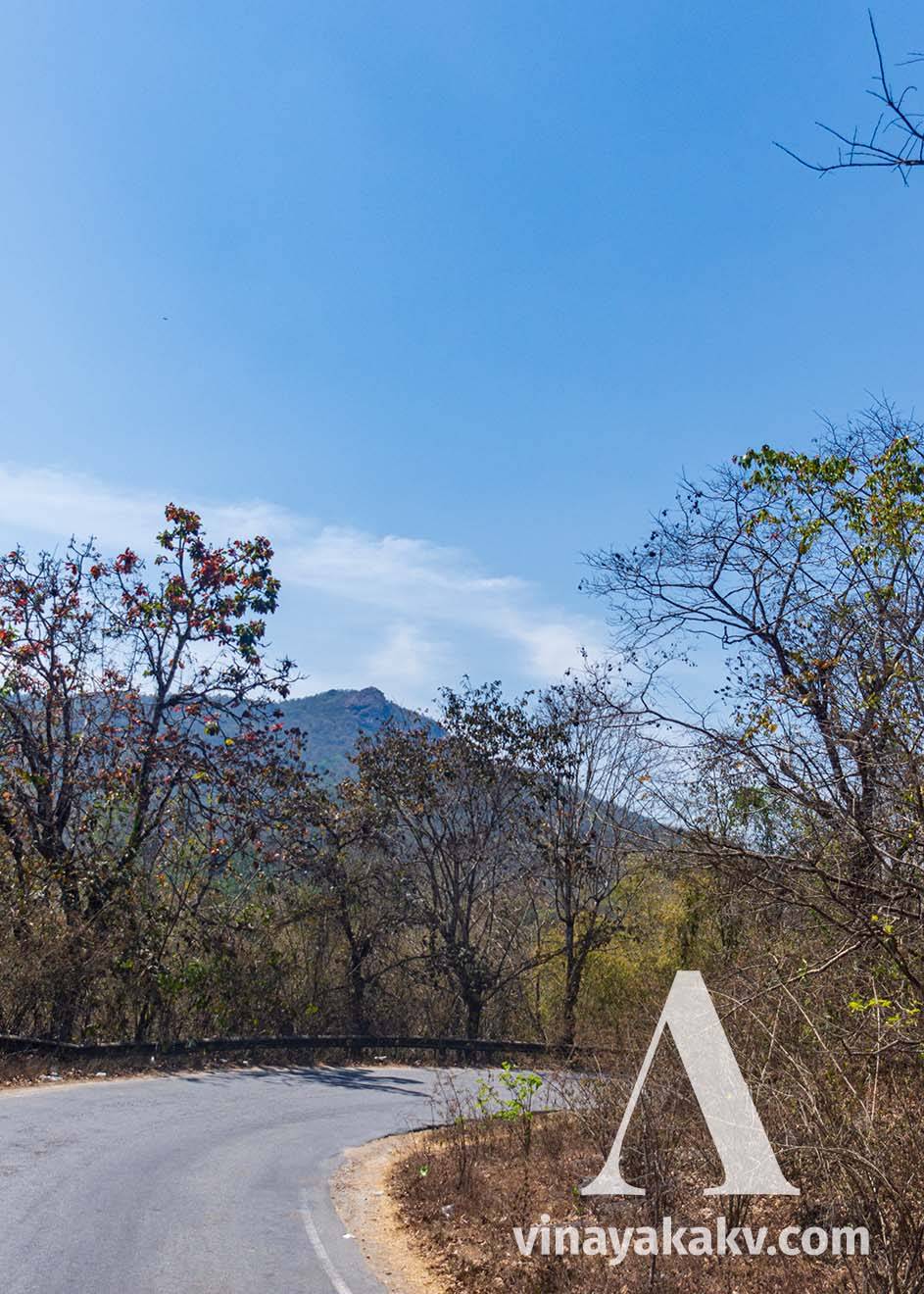 A road passing through the deciduous forest near _Chikkamagaluru_.
