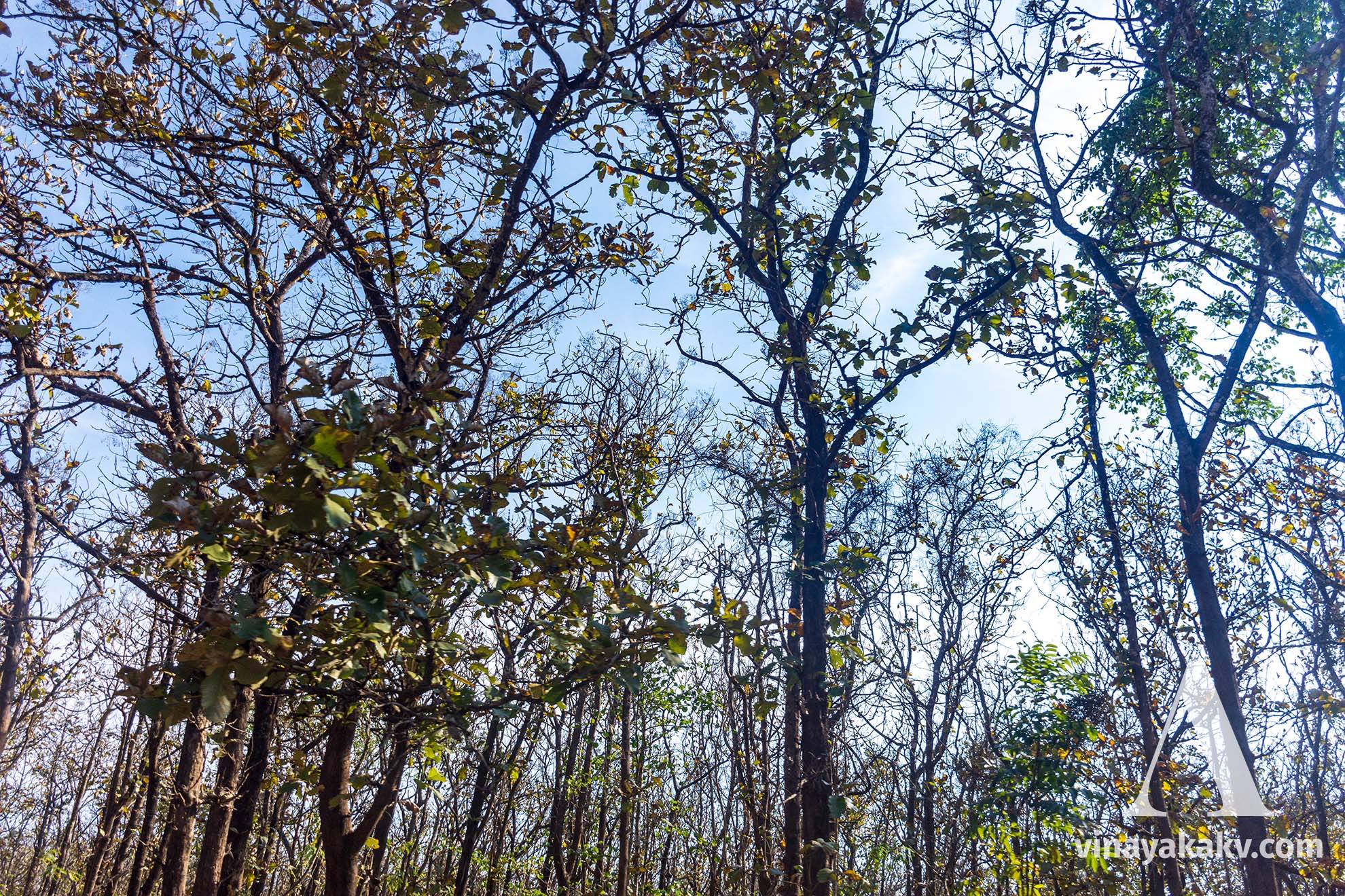 Teak trees in the deciduous forests near _Kushalanagara_.
