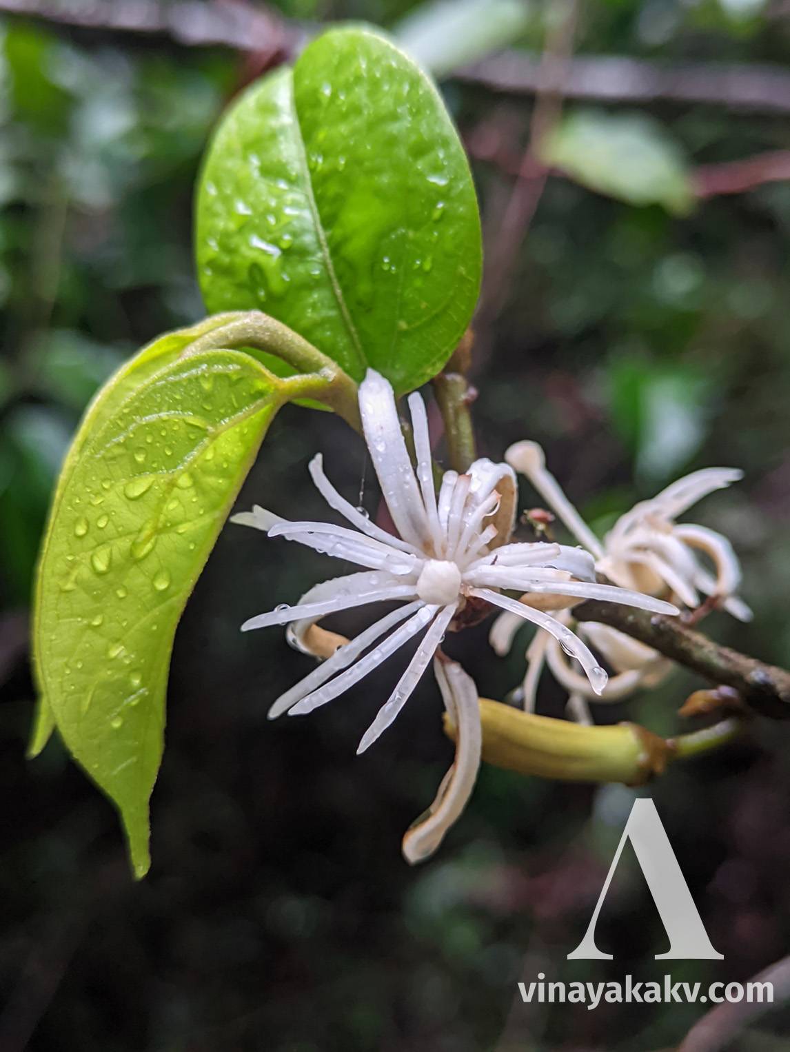 _Alangium_ flowers with buds and new leaves