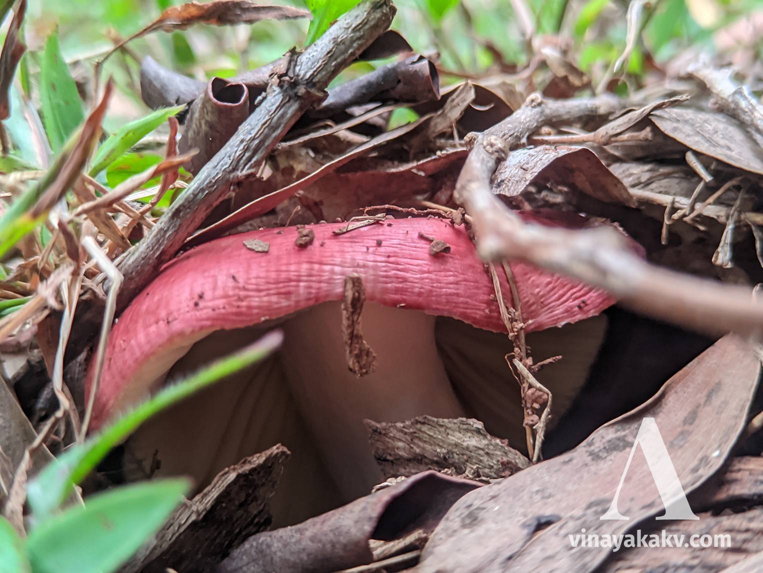 A fungi under the leaf bed