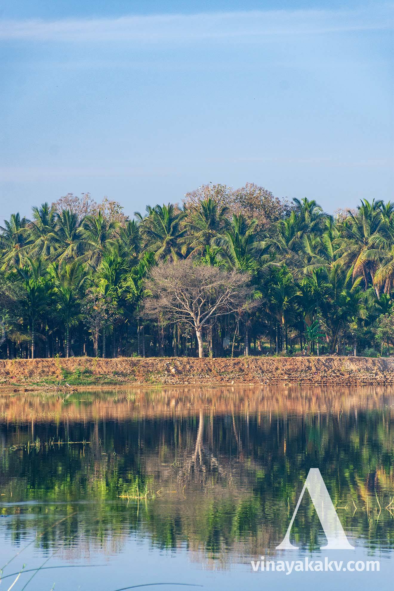 A lake in the plains with Areca Nut and Coconut plantation in the background.