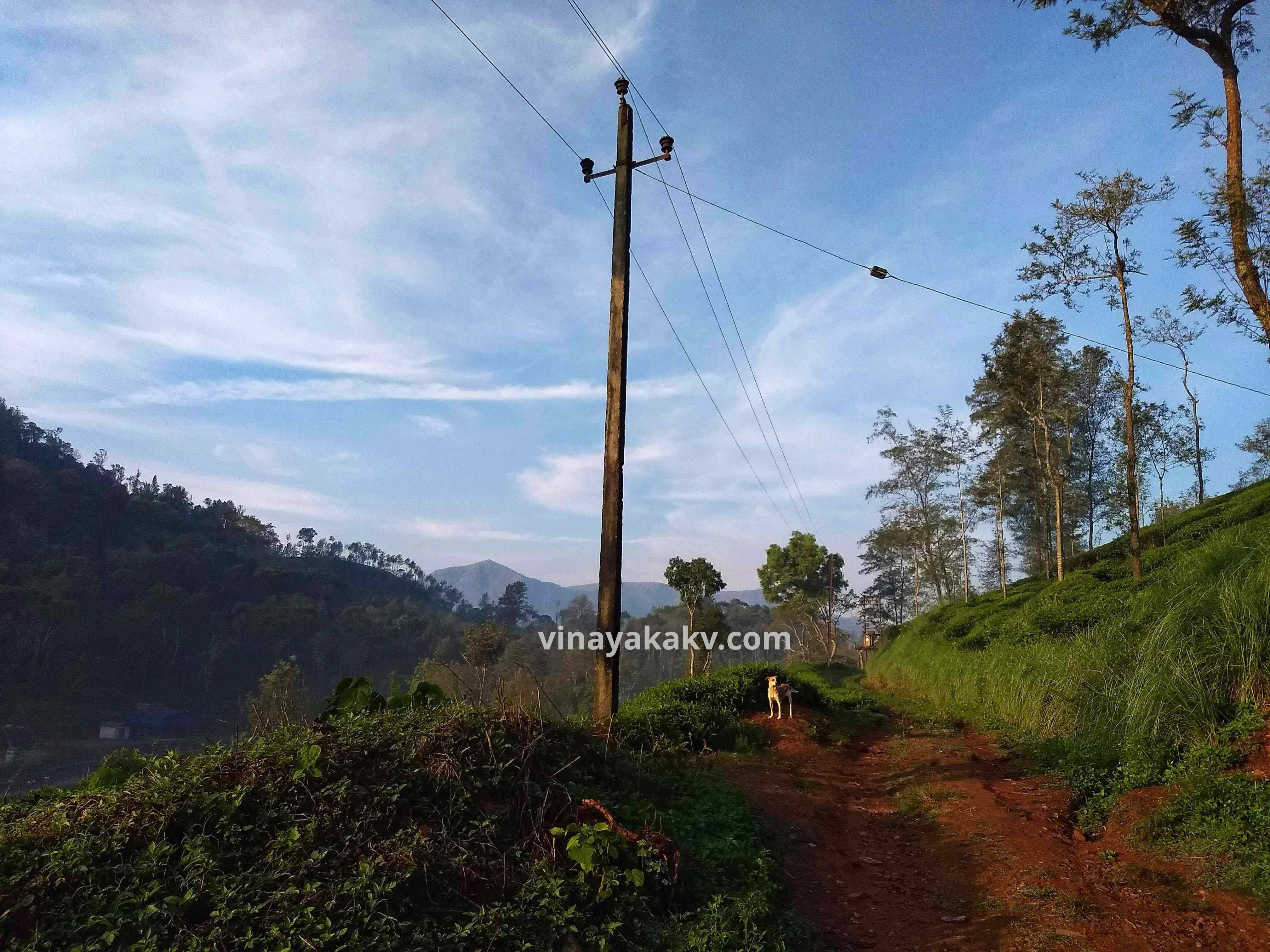View of Ballāl̤arāyana Durga at background from Kĕl̤agūru Tea Estate