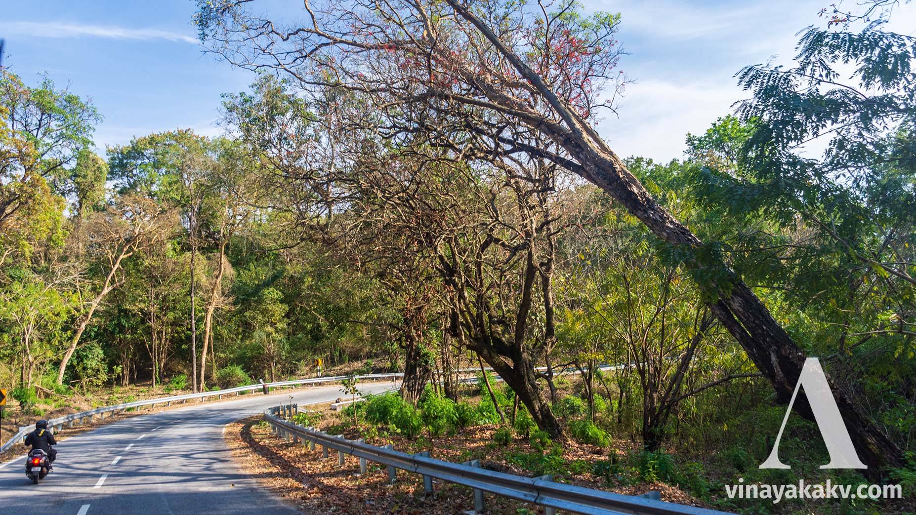 Semi-evergreen forest seen near _Somavarapete_, moving towards _Kushalanagara_.