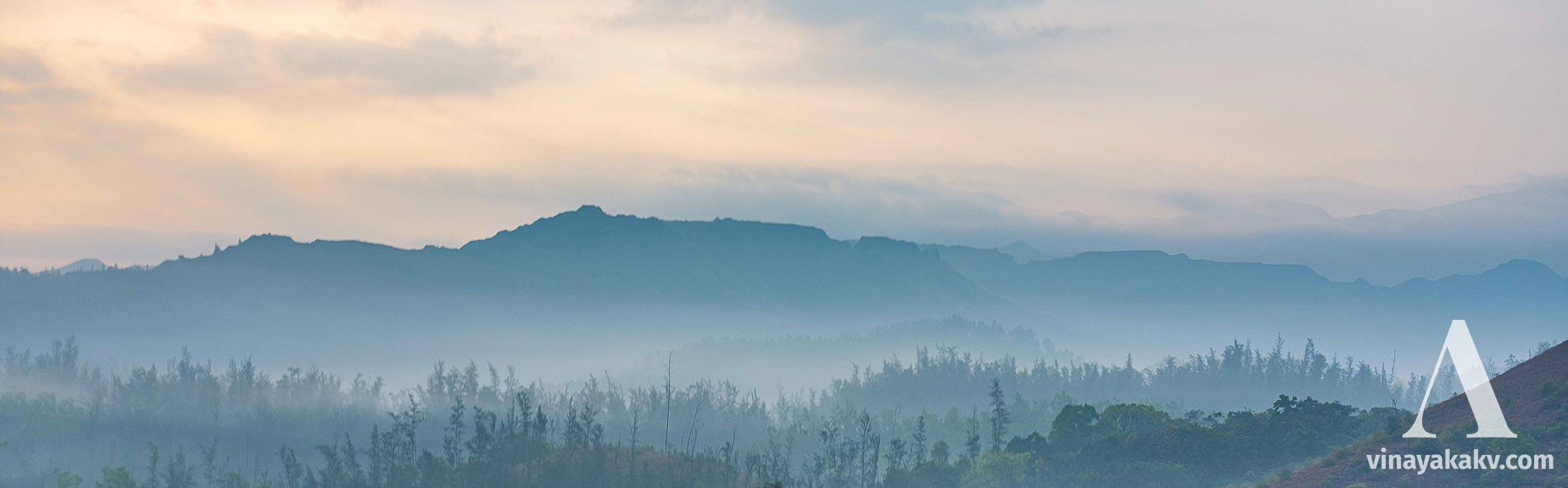 Foreign tree species with the mining mountains in the background